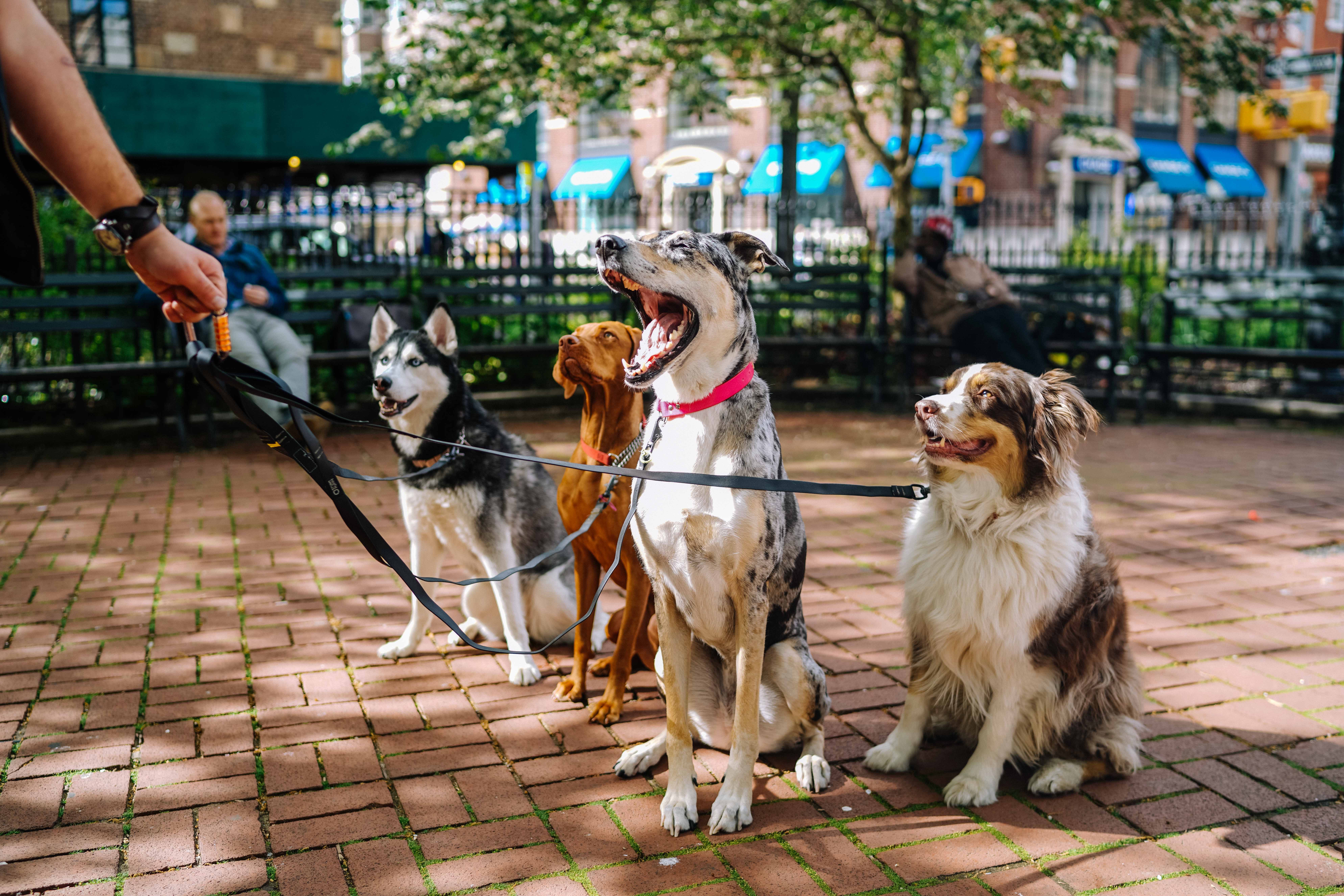 Dogs on a Leash