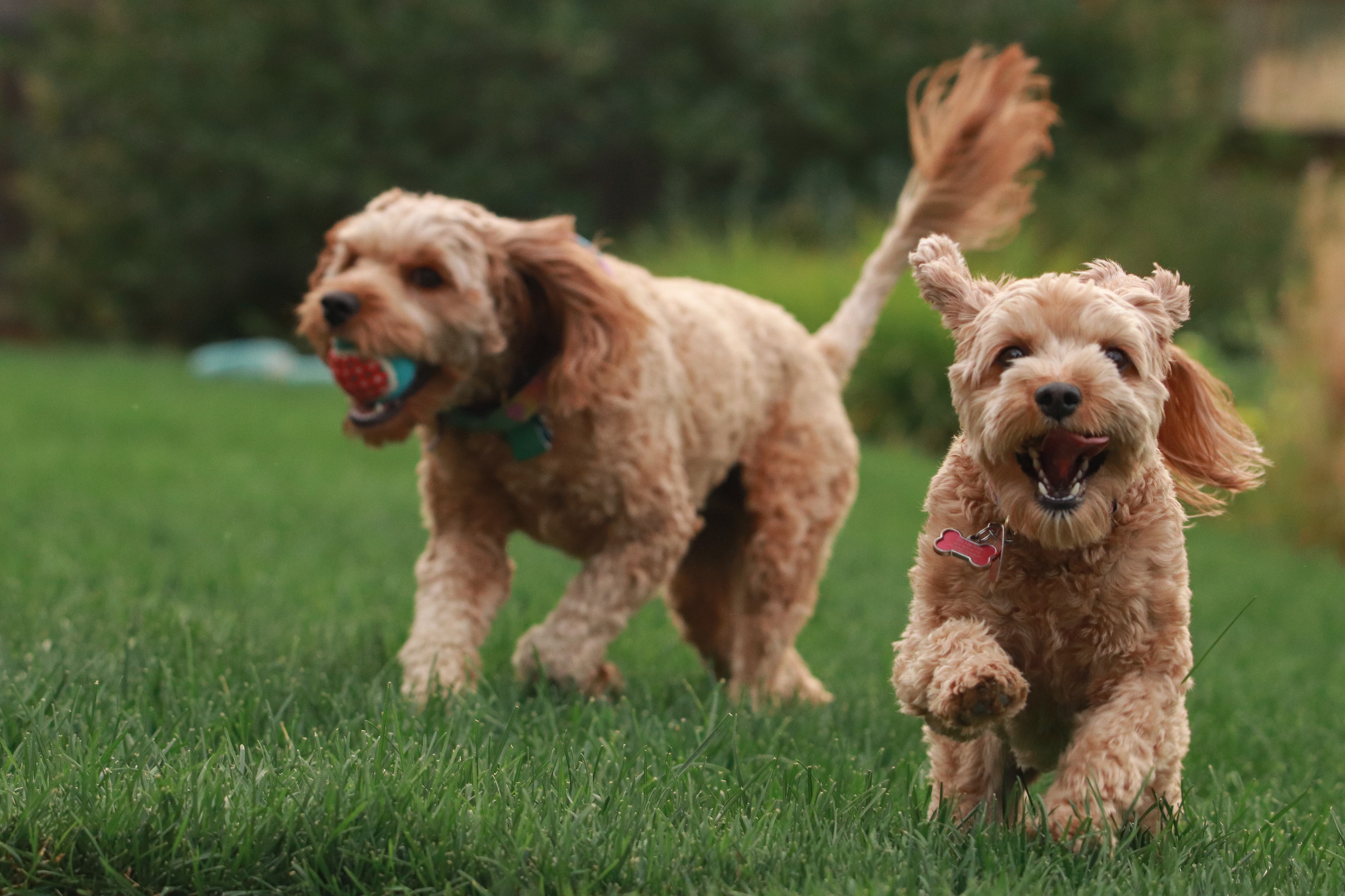 Dogs Playing